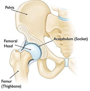 Hip anatomy & parts