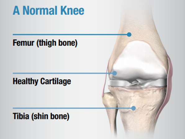 A guide to normal knee joint components